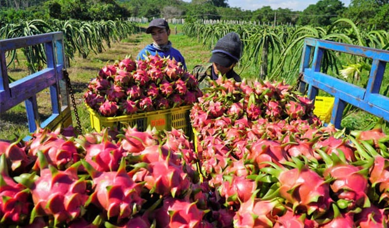 images/1674893714336dragon fruit sorter.jpg